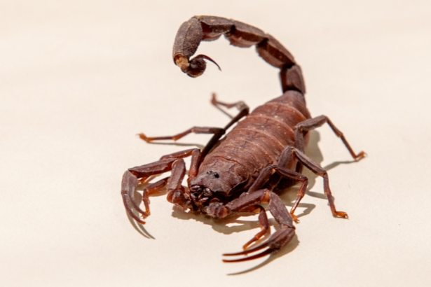 São Paulo passa de 24 mil acidentes com escorpiões em 2025. Imagem: Divulgação