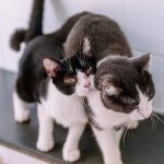 Adoção de pets: SP amplia abertura aos domingos. Imagem: Leon rodrigues Secom