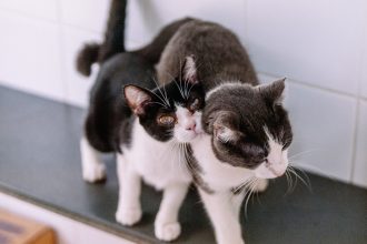 Adoção de pets: SP amplia abertura aos domingos. Imagem: Leon rodrigues Secom