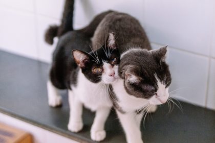 Adoção de pets: SP amplia abertura aos domingos. Imagem: Leon rodrigues Secom