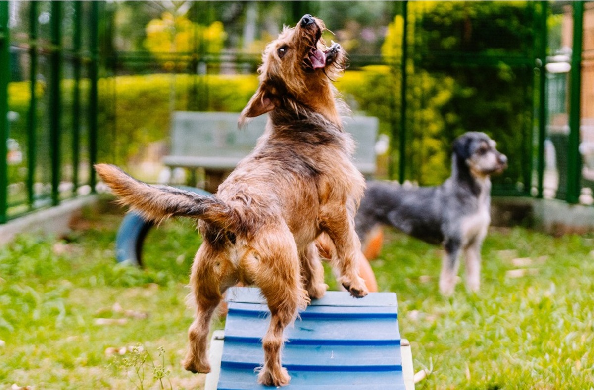 Adoção de pets: SP amplia abertura aos domingos. Imagem: Secom SP