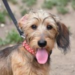 Coleiras antilatidos são proibidas em São Paulo; multa chega a R$ 1.000. Imagem: Richard Lourenço REDE CÂMARA SPf