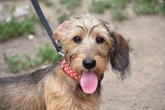 Coleiras antilatidos são proibidas em São Paulo; multa chega a R$ 1.000. Imagem: Richard Lourenço REDE CÂMARA SPf