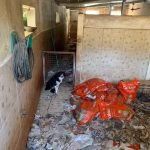 Canil clandestino em Embu das Artes tinha 200 cachorros; dona é presa. Imagem: reprodução