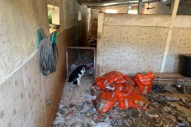 Canil clandestino em Embu das Artes tinha 200 cachorros; dona é presa. Imagem: reprodução