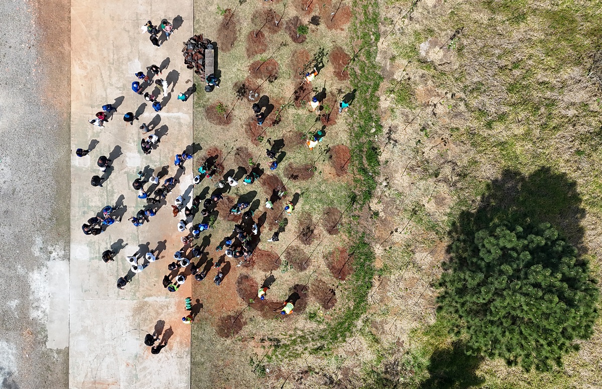 São Paulo chega a 70 mil árvores plantadas através de projeto. Imagem: JFDiorio Secom