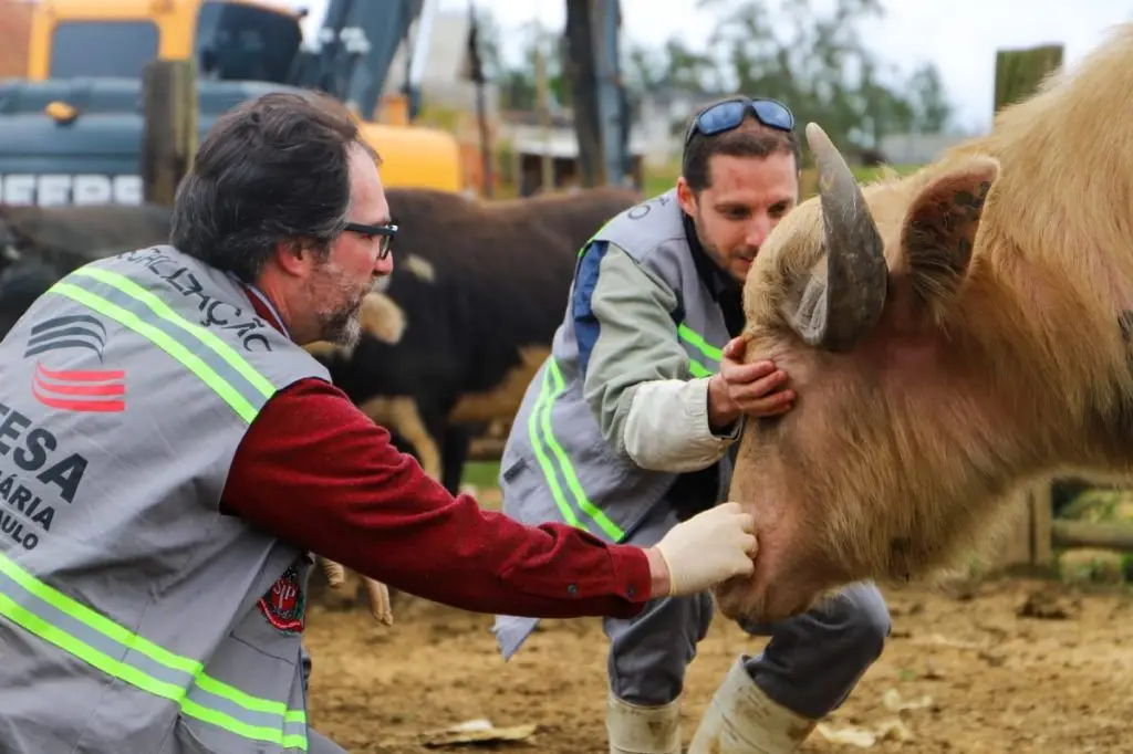 Búfalos do Rio Pinheiros ganham 'casa nova' em SP. Imagem: Governo de SP