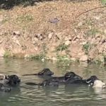 Búfalos no Rio Pinheiros preocupam moradores em São Paulo. Imagem: Reprodução TV Globo