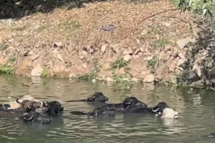 Búfalos no Rio Pinheiros preocupam moradores em São Paulo. Imagem: Reprodução TV Globo