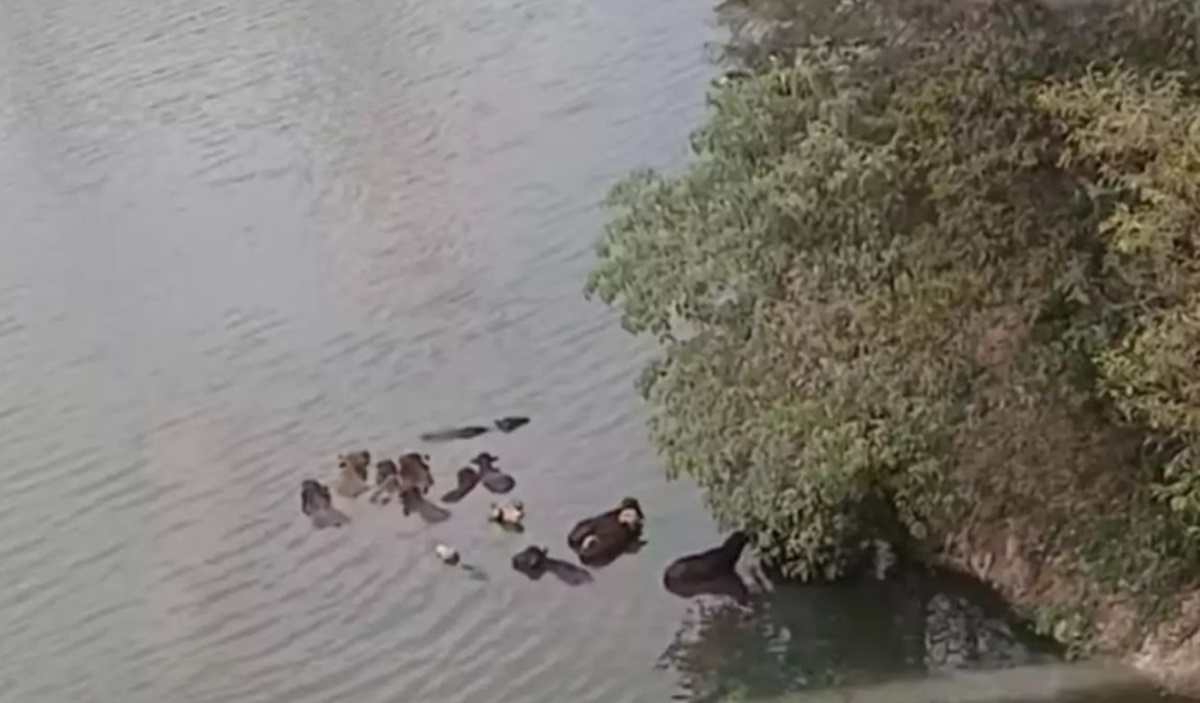 Búfalos no Rio Pinheiros preocupam moradores em São Paulo. Imagem: Reprodução Folha da Região