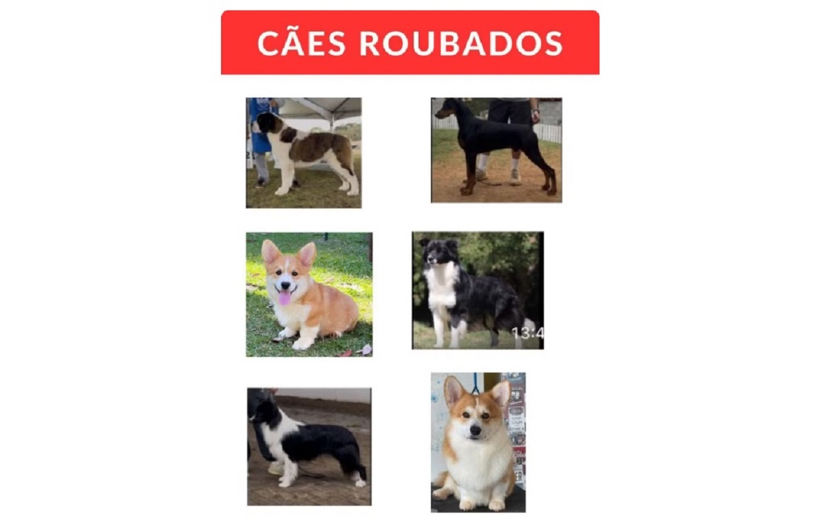 Três dos seis cachorros levados em roubo de Van estão desaparecidos. Imagem: Divulgação Polícia Civil