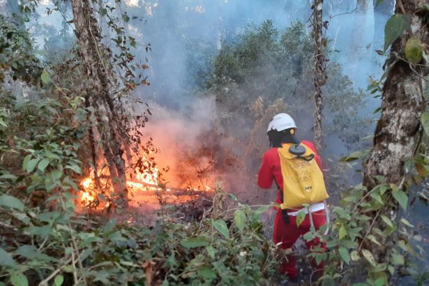 Focos de incêndio em SP caem 86% em agosto, diz Inpe. Imagem: Divulgação Governo de SP