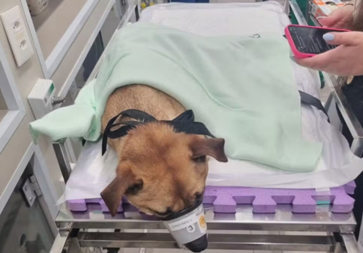 Mulher embriagada que atropelou casal com cachorro em SP seguirá presa. Imagem: Arquivo Pessoal
