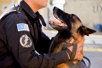 Policia Penal de SP doa 50 casas para pets a entidades. Imagem: Divulgação Governo de SP