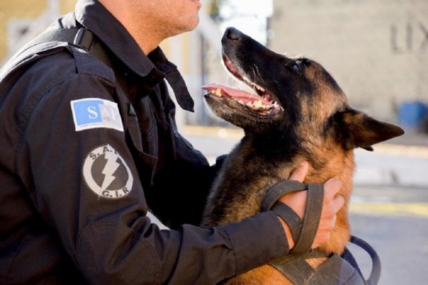 Policia Penal de SP doa 50 casas para pets a entidades. Imagem: Divulgação Governo de SP