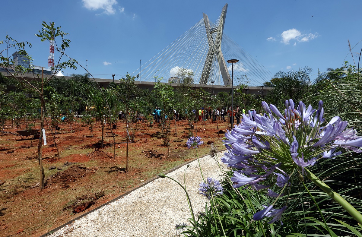 São Paulo chega a 115 mil árvores plantadas em 2025, diz prefeitura. Imagem: JF Diorio Secom São Paulo chega a 115 mil árvores plantadas em 2025, diz prefeitura. Imagem: JF Diorio Secom
