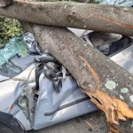 Árvore cai em cima de carro em SP e motorista 'nasce de novo'. Imagem: Corpo de Bombeiros