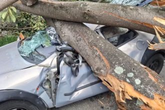 Árvore cai em cima de carro em SP e motorista 'nasce de novo'. Imagem: Corpo de Bombeiros
