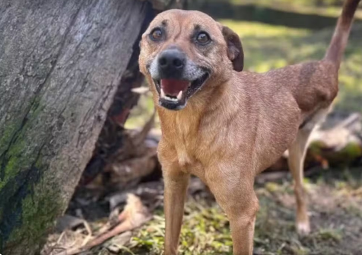 Marcelinho, cachorro atropelado por bêbada, tem alta e volta para casa. Imagem: Arquivo pessoal Marcelinho, cachorro atropelado por bêbada, tem alta e volta para casa. Imagem: Arquivo pessoal