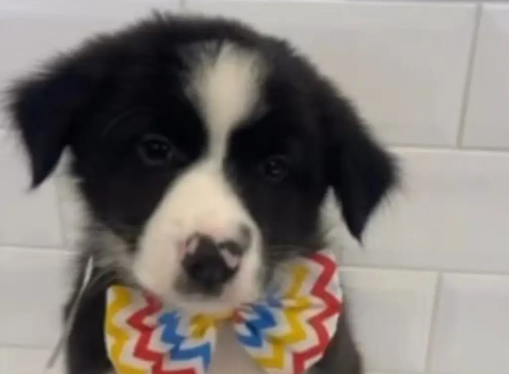 Filhote de Border Collie é roubado em SP e encontrado em Campos. Imagem: Redes sociais