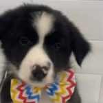 Filhote de Border Collie é roubado em SP e encontrado em Campos. Imagem: Redes sociais