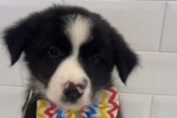 Filhote de Border Collie é roubado em SP e encontrado em Campos. Imagem: Redes sociais