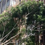 Japan House fecha atividades nesta quarta após queda de árvore. Imagem: Telma Shimizu/Instagram