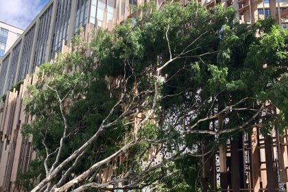 Japan House fecha atividades nesta quarta após queda de árvore. Imagem: Telma Shimizu/Instagram