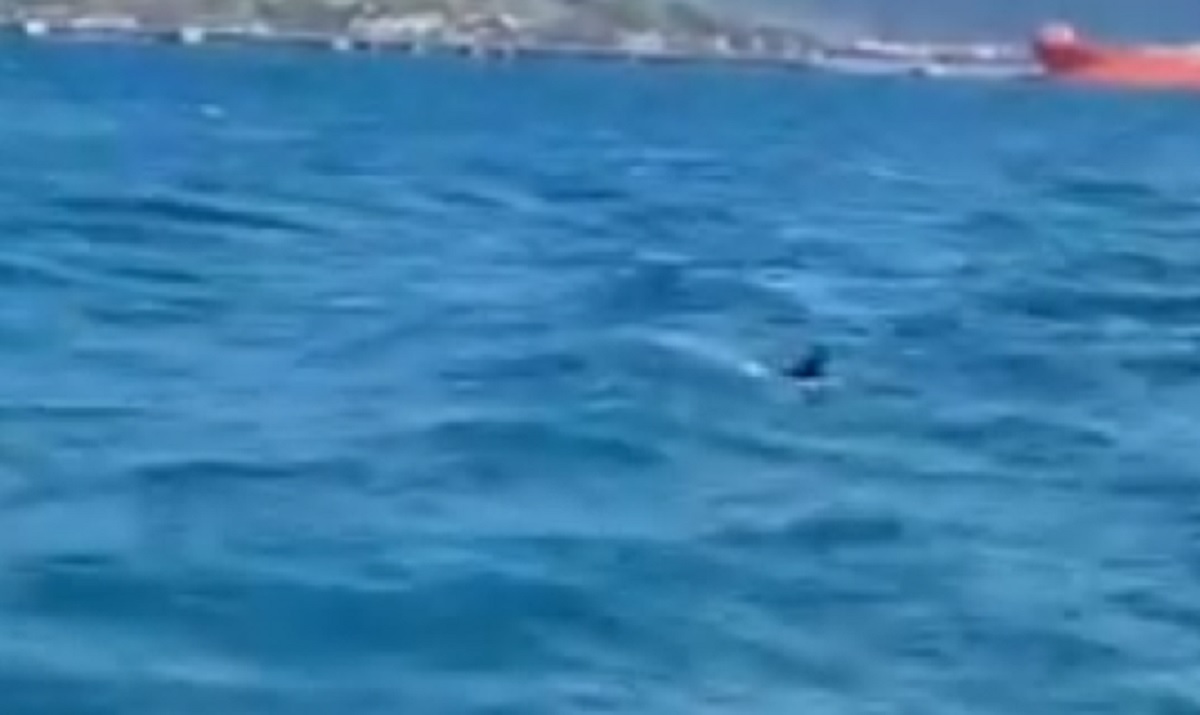 VÍDEO: cachorro pula da balsa, cai no mar e é resgatado. Imagem: Reprodução