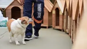 Policia Penal de SP doa 50 casas para pets a entidades. Imagem: Governo de SP