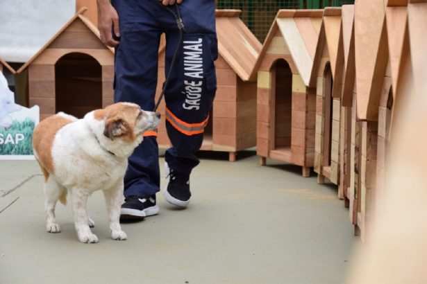 Policia Penal de SP doa 50 casas para pets a entidades. Imagem: Governo de SP