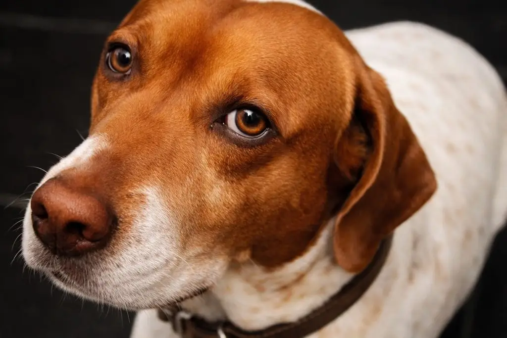 Quem matou Caramelo? Polícia busca homem que deu 10 tiros no cachorro. Imagem melhorada por IA/Arquivo pessoal