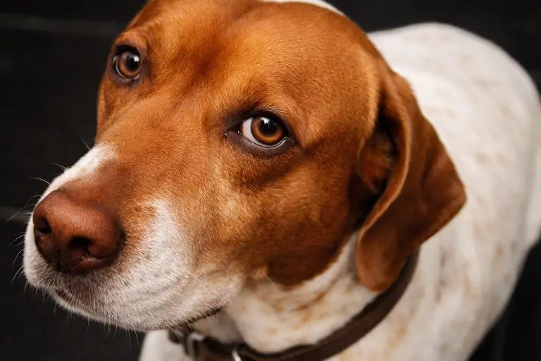 Quem matou Caramelo? Polícia busca homem que deu 10 tiros no cachorro