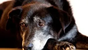 Por maltratar cachorros, chinês é condenado à prisão em SP. Imagem: Paulo Pinto/Agência Brasil