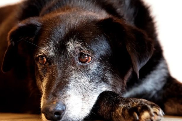 Por maltratar cachorros, chinês é condenado à prisão em SP. Imagem: Paulo Pinto/Agência Brasil