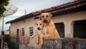 Qual o melhor bairro de SP para um cachorro? Confira. Imagem: Adobe Stock