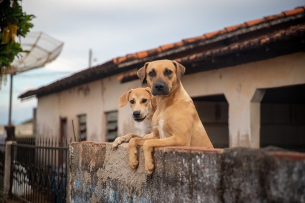 Qual o melhor bairro de SP para um cachorro? Confira. Imagem: Adobe Stock
