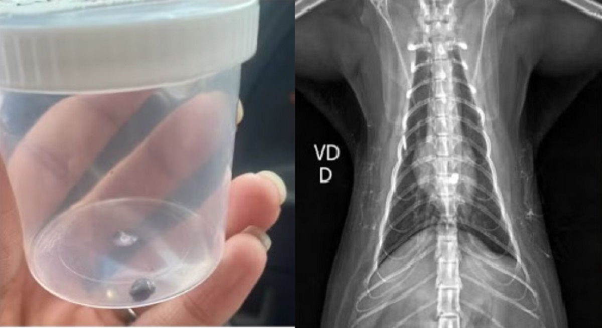 Força, Lua! Gata fica paraplégica após levar tiro de chumbinho. Imagem: Reprodução