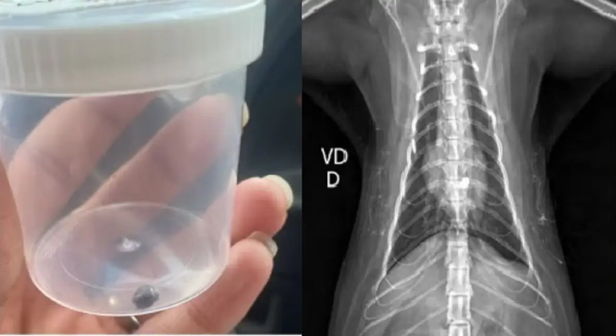 Força, Lua! Gata fica paraplégica após levar tiro de chumbinho. Imagem: Reprodução