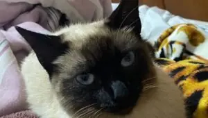 Força, Lua! Gata fica paraplégica após levar tiro de chumbinho. Imagem: Arquivo pessoal