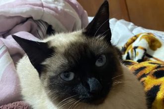 Força, Lua! Gata fica paraplégica após levar tiro de chumbinho. Imagem: Arquivo pessoal