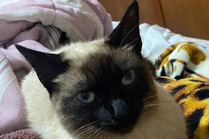 Força, Lua! Gata fica paraplégica após levar tiro de chumbinho. Imagem: Arquivo pessoal