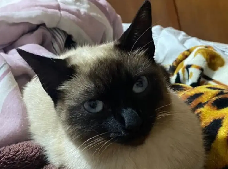 Força, Lua! Gata fica paraplégica após levar tiro de chumbinho