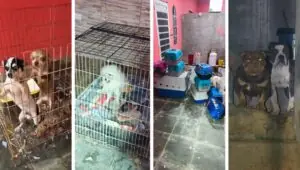 Canil clandestino é flagrado em SP, com 12 cachorros; dois homens são presos. Imagem: Divulgação Polícia Militar