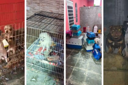 Canil clandestino é flagrado em SP, com 12 cachorros; dois homens são presos. Imagem: Divulgação Polícia Militar
