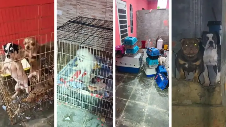 Canil clandestino é flagrado em SP, com 12 cachorros; dois homens são presos