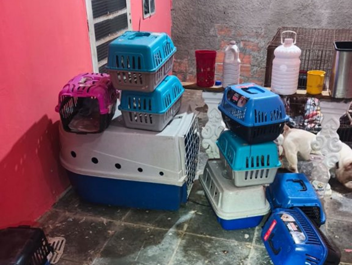 Canil clandestino é flagrado em SP, com 12 cachorros; dois homens são presos. Imagem: Divulgação Polícia Militar